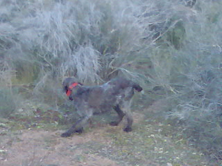 Chasse