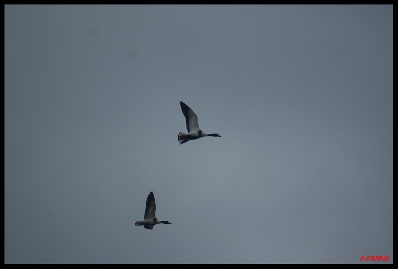 Escapade Camarguaise